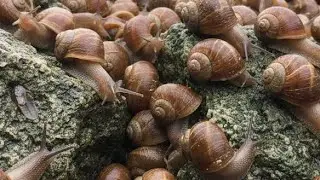 Discovering Unique Snail Colonies