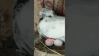 নেপালি কবুতর ডিম পারেছে মাসআল্লাহ #pigeonlaver #pigeon #kabutar #babybird #vairalvideo