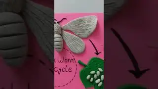 Silkworm life cycle 🦋🦋🐛🐛 🥰🥰 #shorts #shortvideo #youtubeshorts #clayart #claycraft