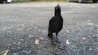 Pt.1. Friendly Magpie REACTS to Forest Hiker! 🏞️ Дружелюбная сорока РЕАГИРУЕТ на лесного туриста!
