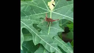 Nymph-Meadow Grasshopper-101st. #meadow #grasshopper #nymph #perch #papaya #leaves #birdsounds