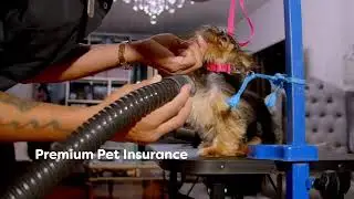 Groomit App - In-Home & Mobile Pet Grooming On Demand