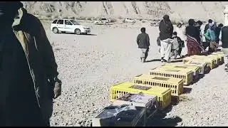 biggest pigeon race on Quetta