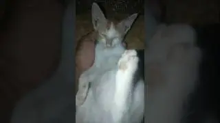 #shorts | oyen cute