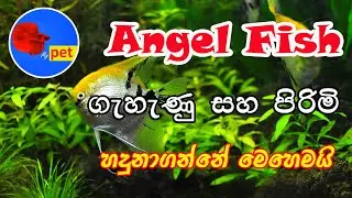 Angel fish Sinhala | Angel breeding Sinhala | Angel Fish Male and Female Sri lanka
