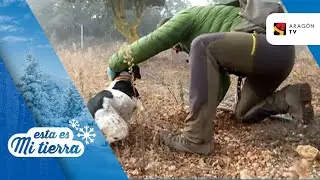 La trufa turolense