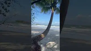 #thornton #beach #tropical #north #queensland #tropics #struck #island