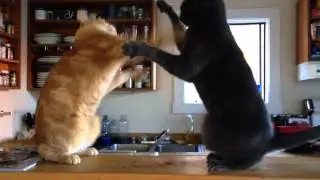 Adorable kitten slap fight