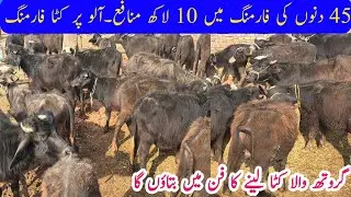 45 Days Katta Farming in Punjab | nali ravi kattra business | best fattening business ideas Pakistan