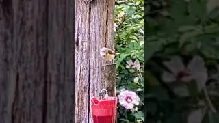 Ever see a young Warbler? #birds #birdwatching #nature #backyardbirds #birds #warbler
