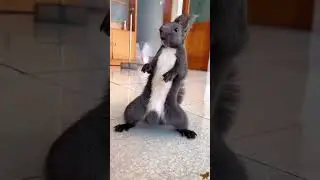 Funny squirrel behavior. #funny #funnyanimal