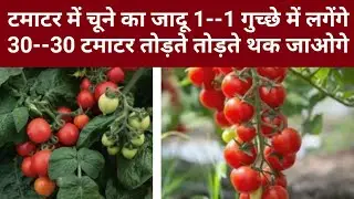 टमाटर में चूने का जादू एक-एक गुच्छे में लगेंगे 30--30 टमाटर तोड़ते तोड़ते थक जाओगे। #garden 