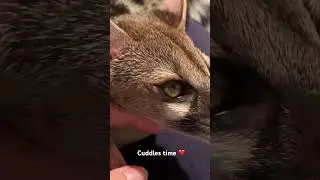 Some cuddles for my baby genet at home ❤️ #animals #animalsvideo #genet #funnyanimals #funnyvideos