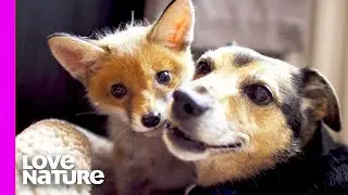 Real-Life ‘Fox And The Hound’ | Oddest Animal Friendships