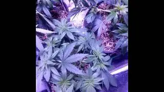 Veg Tent Update (CaliOG/Blue Dream/Monkey Butter/ Durban Poison