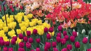 More indoor tulip displays at Keukenhof Gardens, by Amsterdam