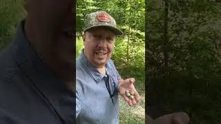 Acorns dropping on August 23!