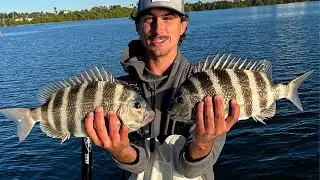 Catch More Sheepshead With This Simple Fishing Rig  ( Using Cut Shrimp On Tampa Bay)