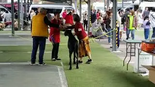 2025 11 23 Tokyo Summerland dog show 002