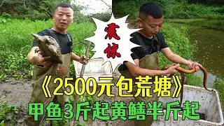 2500元包壹個荒塘，甲魚3斤起黃鳝半斤起，本以爲血賺結果卻出人意料#小飛哥  #戶外 #鄉村生活 #包塘