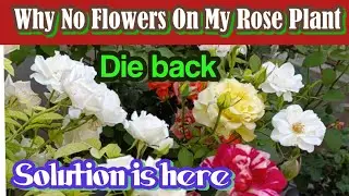 why no flowers on rose plant| Slow growth die back solution #impressions