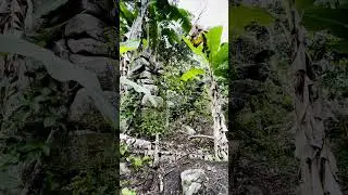 Inca Ruins Found in the Jungle #shorts