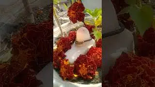 #shivoham #shiv #mahadev #shivshakti #khana @bihariladka @JungleBuddiesOfficial