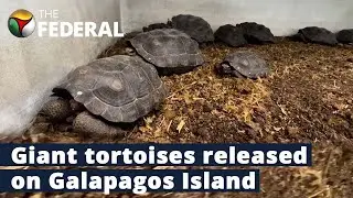 Captive-bred giant tortoises released on Galapagos Island | The Federal