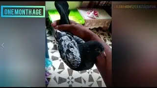 Pigeon growth 1 month to 10 month | rampuri growth life cycle