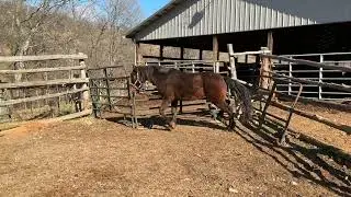 7362- bay mustang gelding chip# 840003250718208 $775+40 coggins deadline 1/26/26