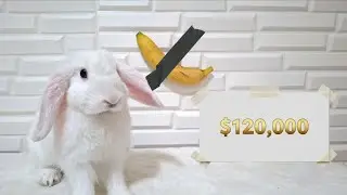 ASMR Bunny Eats the Famous $120K Banana 🍌🐇