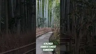 KAMAKURA Hokokuji Bamboo Forest #japan #kamakura #hokokuji #bamboo  #bambooforest #tokyo