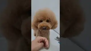 #pets #грумер #dog #cute #pet #puppy #grooming #cutedog #пудель #стрижкасобак