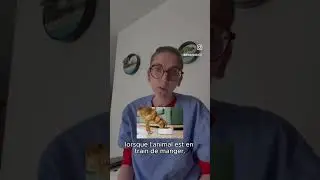 Les agressions chez nos animaux domestiques 