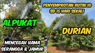 CARA PENYEMPROTAN HAMA SERANGGA DAN JAMUR 🦠🪳🐞 PADA DURIAN & ALPUKAT ⚠️⚠️