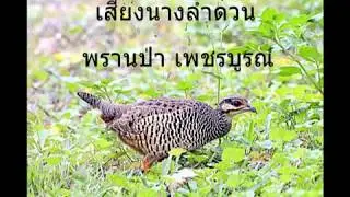 เสียงนกกระทาป่าตัวเมีย (นางลำดวน) พราน ป่าเพชรบูรณ์ 17 ตุลาคม 2017