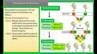Ch 5 - Principles of inheritance and Variation | Inheritance of one gene