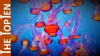 The Top Ten Most Beautiful Jellyfish on the Earth