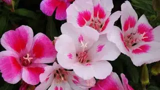 How to Grow & Care for Clarkia / Godetia Flowers @Happy.Gardening #godetia #clarkia #flower