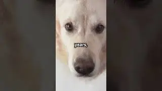 🐾📅 Dog Years Explained: The Real Age of Your Pet&rsquo;s Age! 🐕