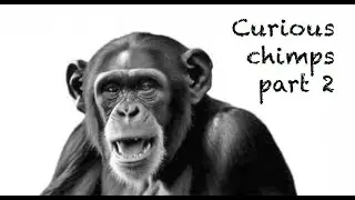 The secret life of curious chimpanzees (part 2): primatologist Andrew Halloran