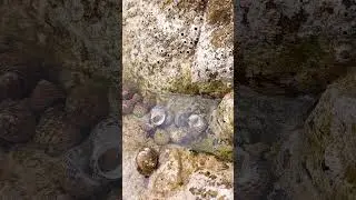 Littorina littorea