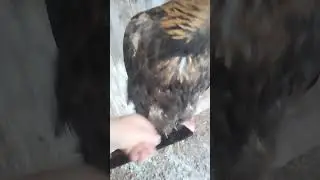 Golden eagle. Зевс очень рад видеть меня.