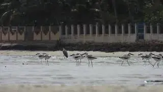 Crab-plover - ( Calling Songn) . 4K-UHD Video.  .Birds Of Tanzania
