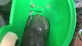 New frogs! Scrampy & Dr. Bottlenose