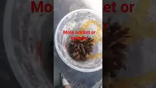 exotic foods mole cricket #insects #food