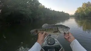 Fall line Outdoors on the beautiful Ocmulgee River.  Shoal Bass. 
