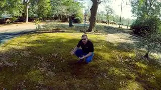 Why is the lawn nothing but moss?