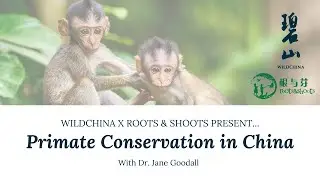 WildChina x Roots & Shoots | Primate Conservation in China