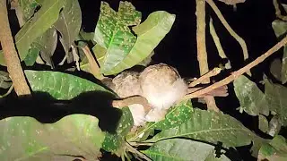 Burung Kutilang Berjejer Rendah | Jelajah Malam Memantau Burung Tidur